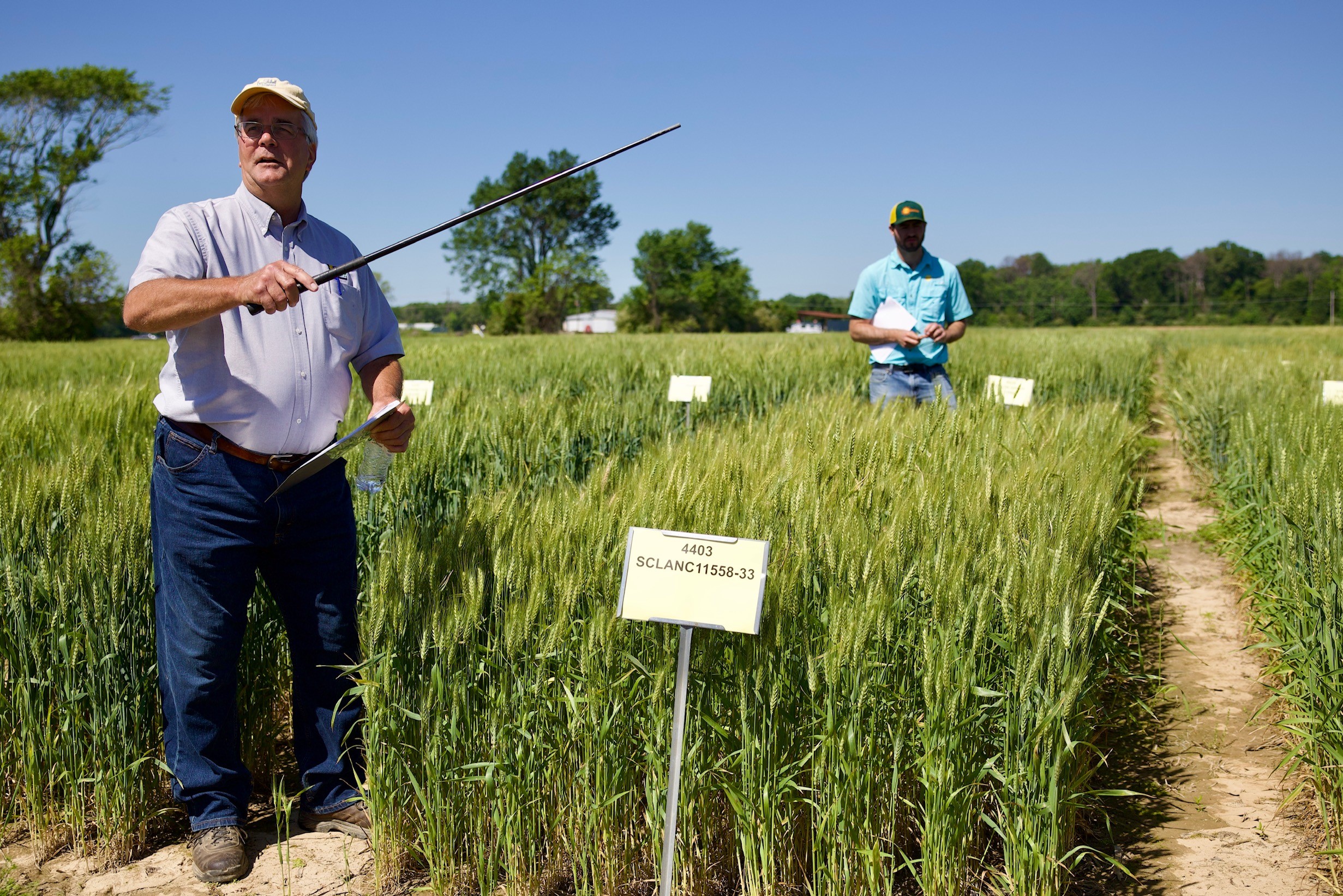 Grains of knowledge: wheat, oat field day provides producers the latest crop updates 